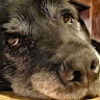 useddoglot